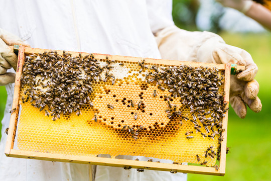 养蜂人控制蜂箱和梳子架