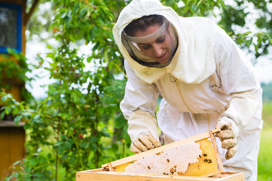雌性养蜂人控制蜂箱和梳子架
