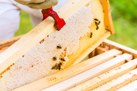 养蜂人控制养蜂场和蜜蜂