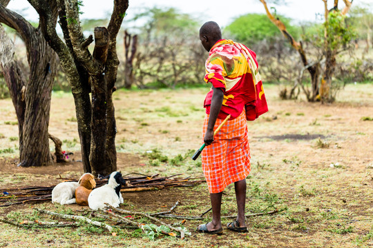 马萨部落的农民正在检查他的山羊