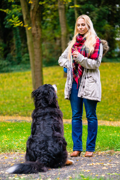 秋天公园里的女孩训练她的狗服从静坐命令