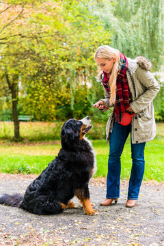 在秋天的公园里，一个女人牵着狗的皮带散步，公园里有五颜六色的秋叶