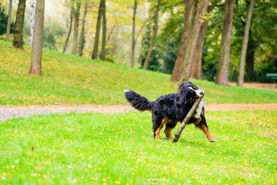 伯尔尼山狗在草地上用秋天的树叶取回棍子