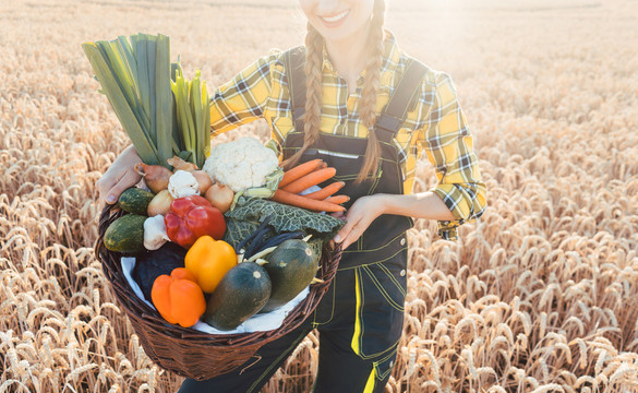 一名妇女在麦田上提着一篮子健康的当地生产的蔬菜