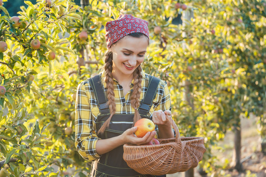 果农妇女在篮子里收获苹果，检查苹果的质量