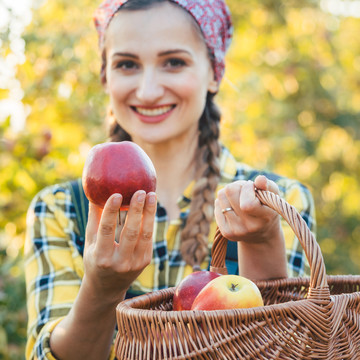 果园里的农妇手里拿着苹果，专注于水果