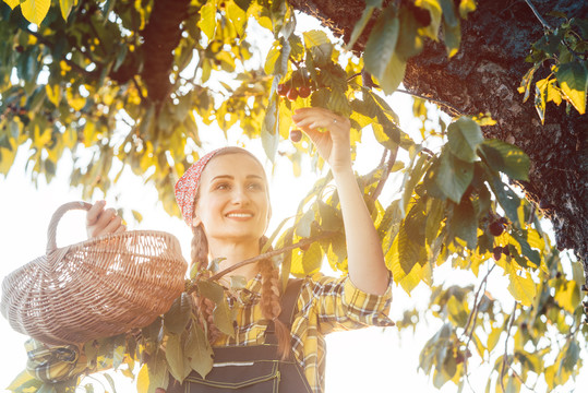 日落时收获时从树上摘樱桃的女人