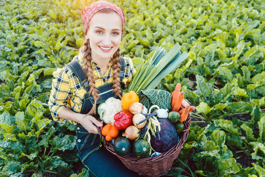一位农妇在田里提供五颜六色的有机蔬菜作为健康食品