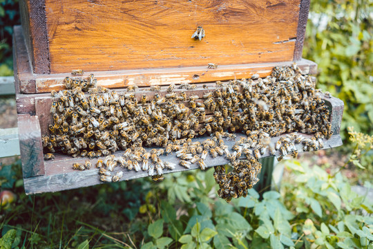 一群蜜蜂悬挂在蜂房上