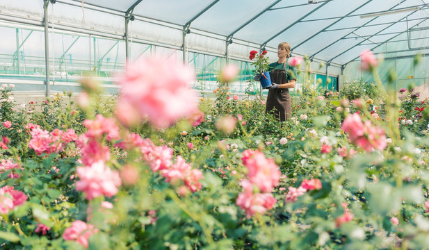 小企业园艺中的玫瑰温室，一位妇女在后台工作