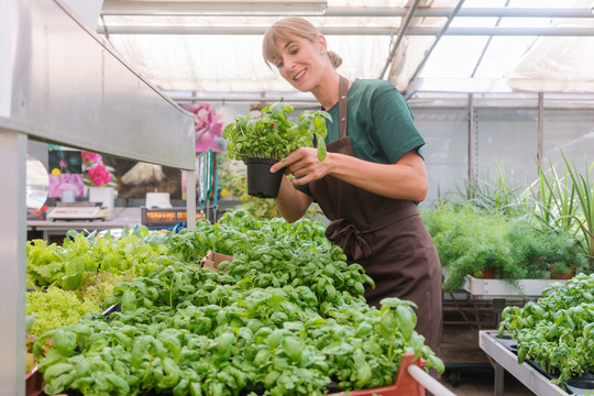 市场园丁在温室里种植草药，嗅着盆栽植物