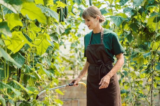 园丁用软管给温室里的蔬菜浇水的女人