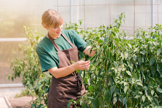 勤劳的园丁在温室里种菜的女人