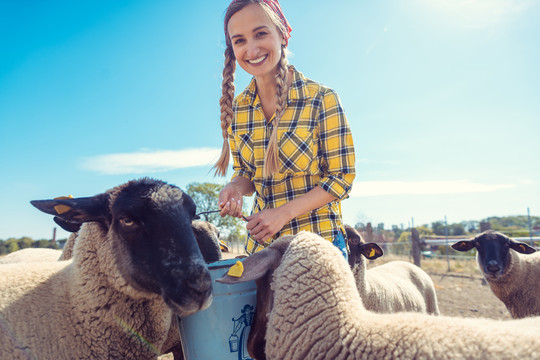 农夫在乡下的农场里喂她的羊