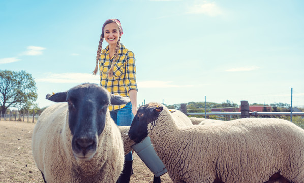 农夫在村里喂她的农场羊