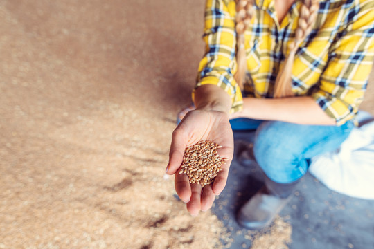 农民展示小麦品质的手，特写