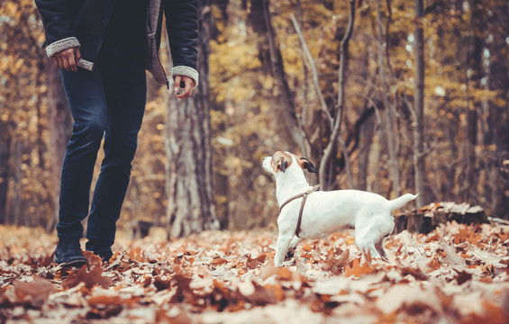 秋天或秋天，男人和他的小狗在五彩缤纷的风景中嬉戏玩耍