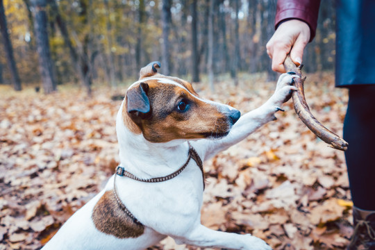 一个女人在秋天的树叶里扔棍子和她的狗玩耍