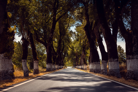 葡萄牙阿伦特乔乡村的一条有古树的笔直大道