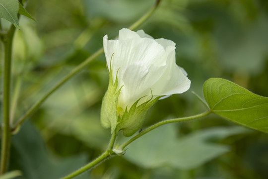 棉花花