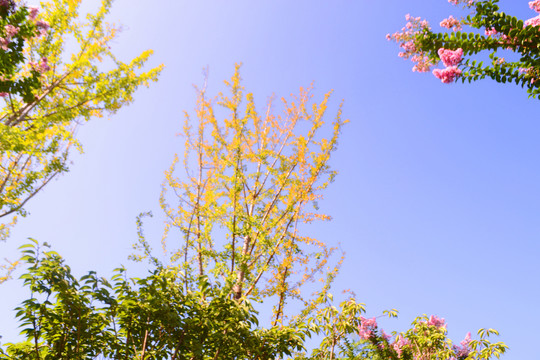 蓝天红花绿树