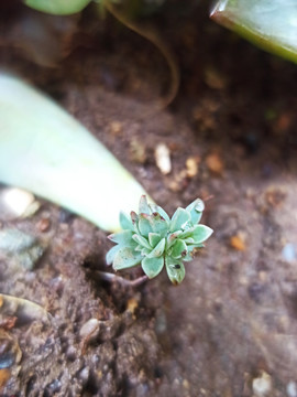 多肉植物幼苗