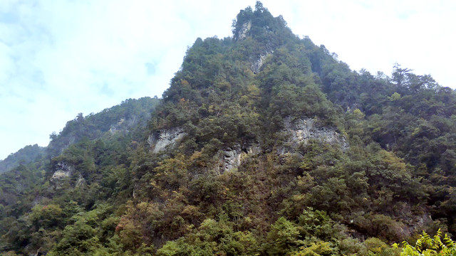 高山绿树