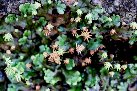 苔藓