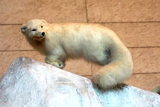 北极狐标本