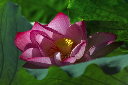 特写红荷花