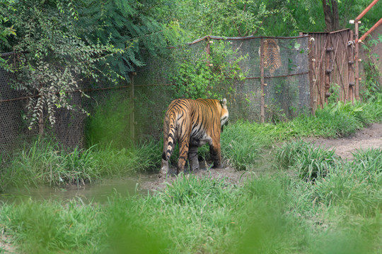 森林动物园之老虎