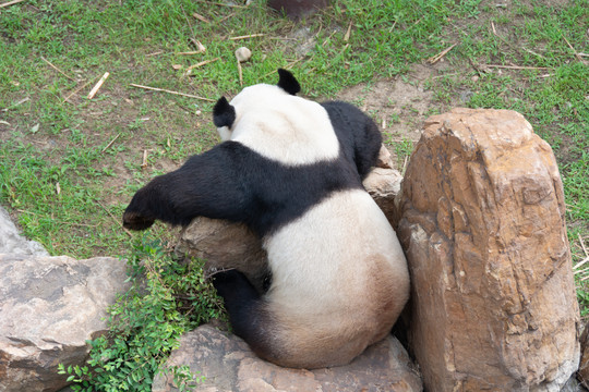 森林动物园之熊猫