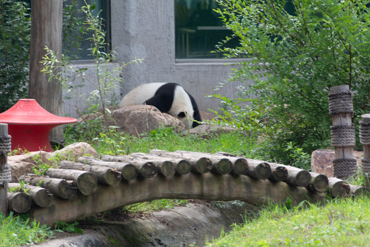 森林动物园之熊猫