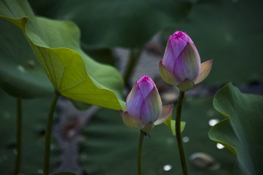荷花