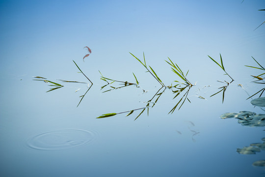 水草