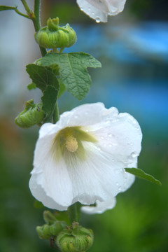 蜀葵白色花朵特写