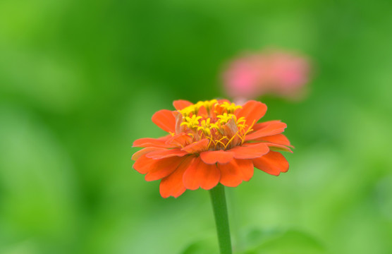 橙色百日菊花朵
