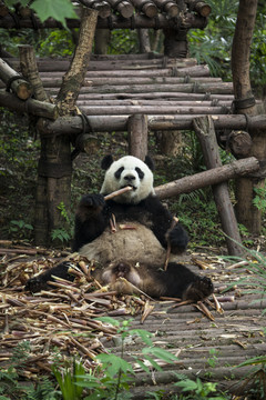 吃竹笋的熊猫