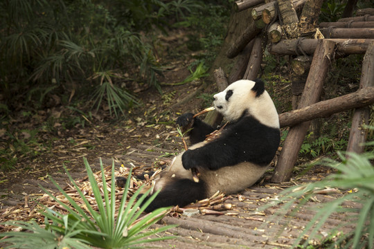 吃竹笋的大熊猫