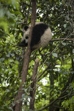 树枝上的大熊猫