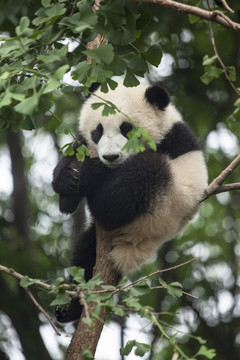爬在树上的幼年熊猫