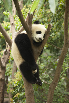 爬在树上的幼年熊猫