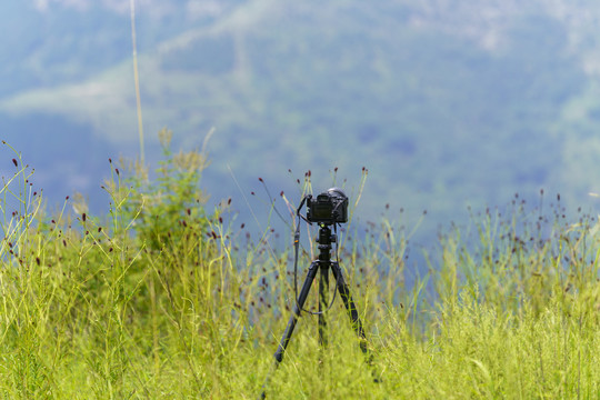 草丛中的微单相机