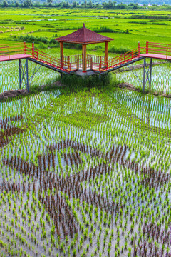 水稻田观光台