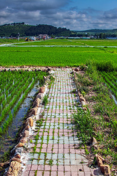 水稻田