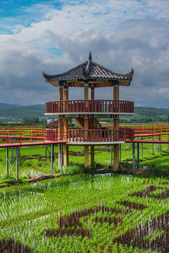 水稻田观光台