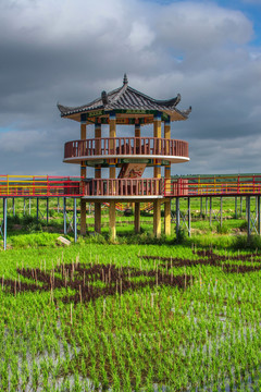 水稻田观光台