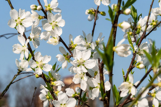 春天盛开的白桃花