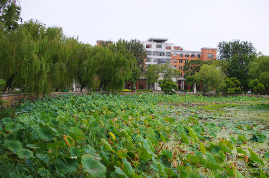 天津南开大学校园建筑