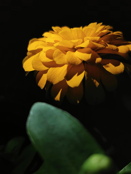 百日菊
